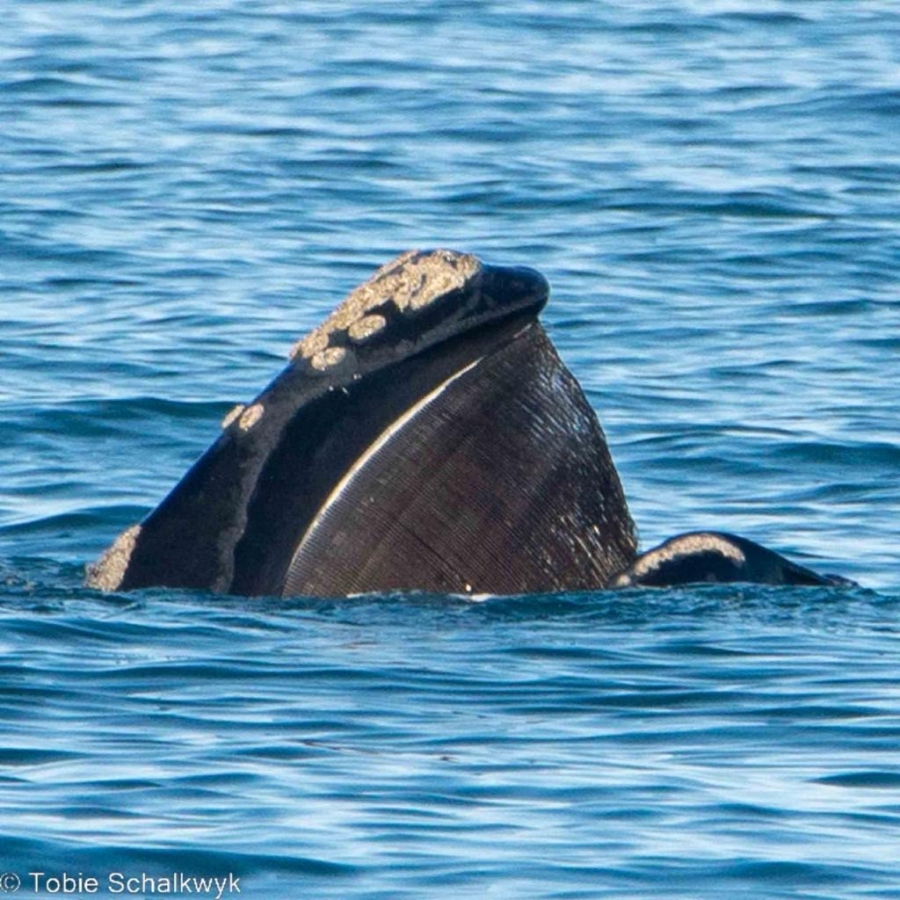 Commercial Property for Sale in Breakwater Bay Eco Estate Western Cape